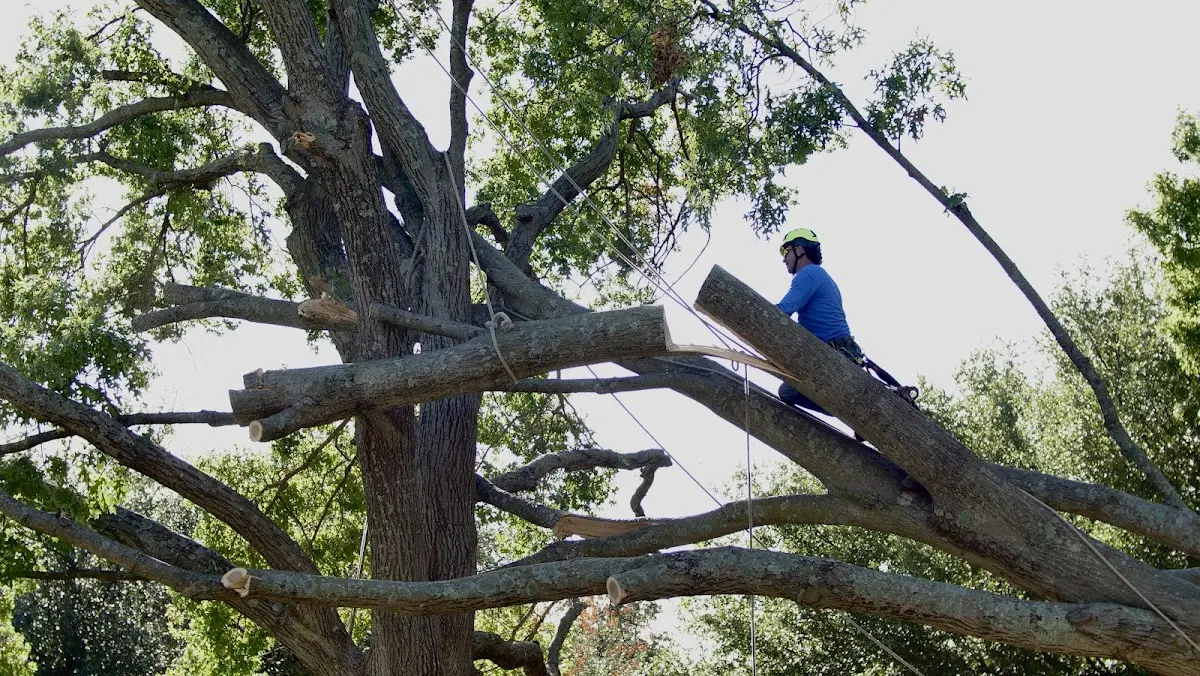 Professional Crown Thinning performed by certified arborists in Chignik